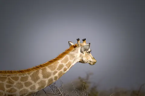 Hình nền Hươu cao cổ 4K · animals · 3840×2560