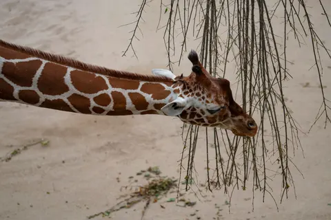Zürafa 4K Duvar Kağıdı · animals · 3840×2561