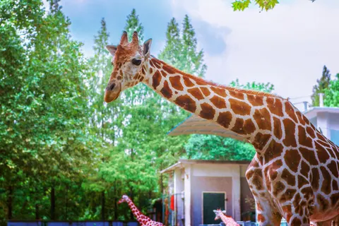 Giraffe 4K Wallpaper · animals · 3840×2563