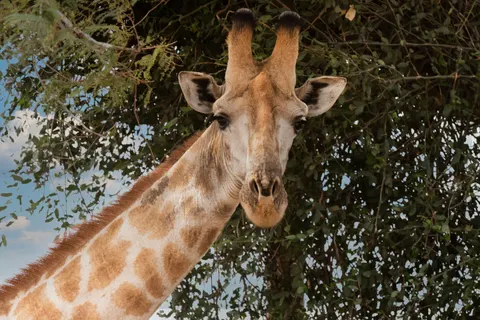Sfondo Giraffa 4K · animals · 3840×2563