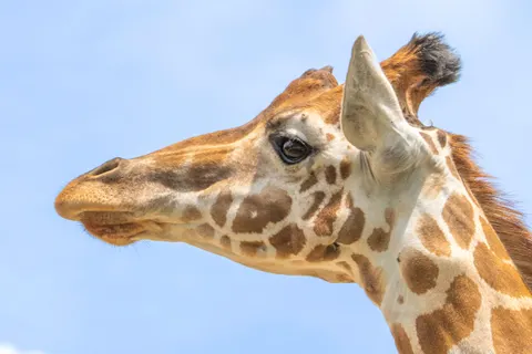 Giraffe 4K Wallpaper · animals · 3840×2560