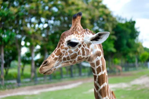 長頸鹿 4K桌布 · animals · 3840×2560