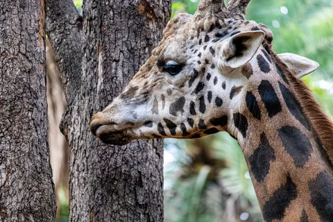 Giraffe 4K Wallpaper · animals · 3840×2560
