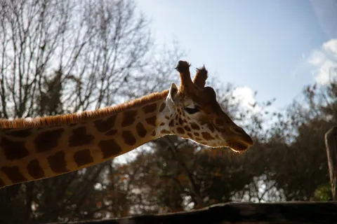 والپیپر زرافه با کیفیت 4K · animals · 3840×2560