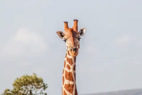 والپیپر زرافه با کیفیت 4K · animals · 3840×2560