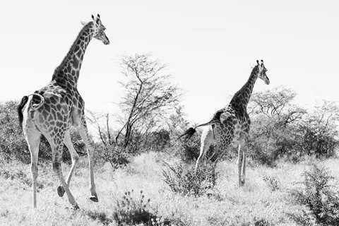 Fond d'écran Girafe 4K · animals · 3840×2560