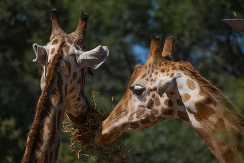 Giraffe 4K Wallpaper · animals · 3840×2560