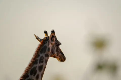 Giraffe 4K Wallpaper · animals · 3840×2560