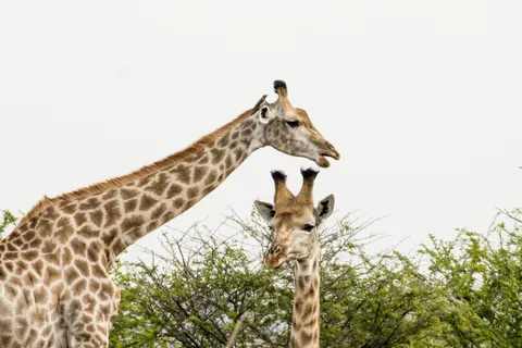 Wallpaper Jerapah 4K · animals · 3840×2560