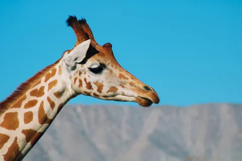 Giraffe 4K Wallpaper · animals · 3840×2560