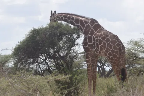 Giraffe 4K Wallpaper · animals · 3840×2560