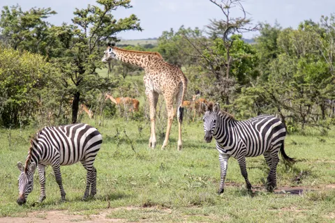 Sfondo Giraffa 4K · animals · 3840×2560