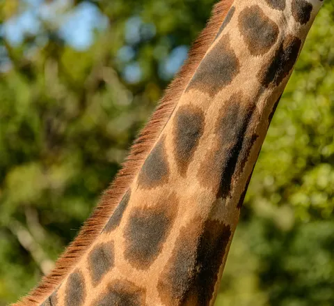 Wallpaper Jerapah 4K · animals · 3840×3509
