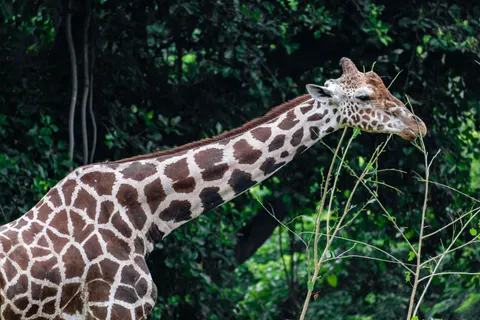 Giraffe 4K Wallpaper · animals · 3840×2560