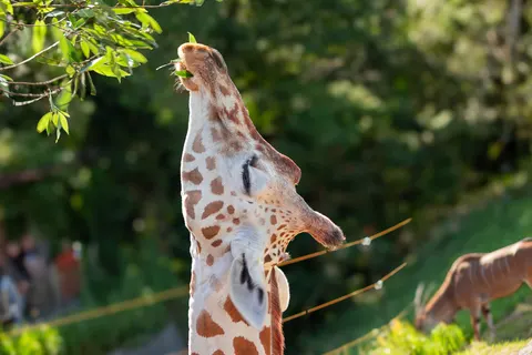 Wallpaper Jerapah 4K · animals · 3840×2559