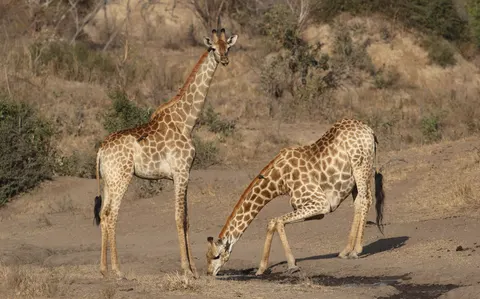 Hình nền Hươu cao cổ 4K · animals · 3840×2396