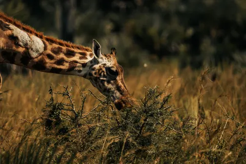 기린 4K 배경화면 · animals · 3840×2560
