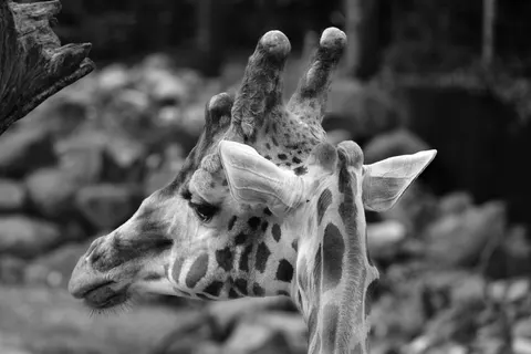 長頸鹿 4K桌布 · animals · 3840×2560