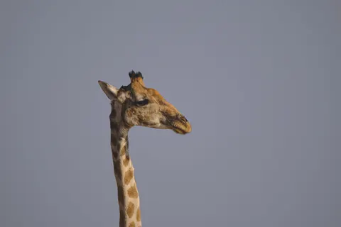 Giraffe 4K Wallpaper · animals · 3840×2560