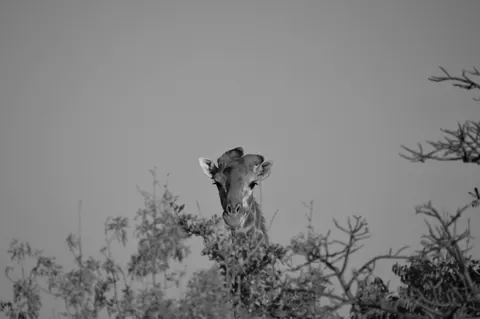 Hình nền Hươu cao cổ 4K · animals · 3840×2553