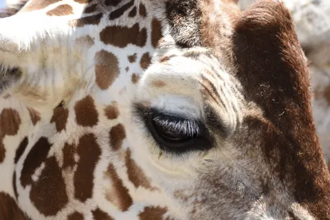 長頸鹿 4K桌布 · animals · 3840×2560