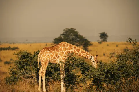 Sfondo Giraffa 4K · animals · 3840×2560