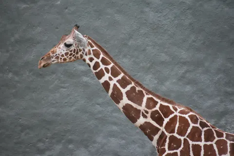 Giraffe 4K Wallpaper · animals · 3840×2560