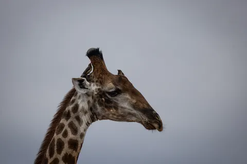 Обои Жираф 4K · animals · 3840×2561