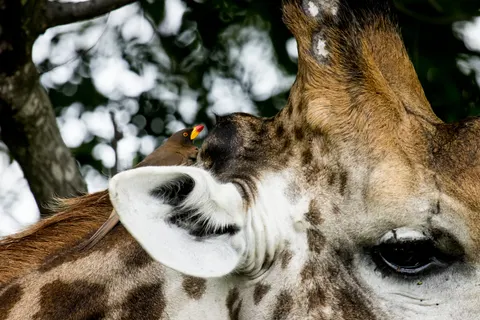 Giraffe 4K Wallpaper · animals · 3840×2560