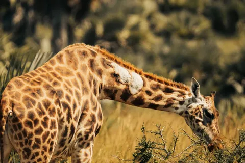 Wallpaper Jerapah 4K · animals · 3840×2560