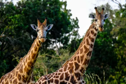 जिराफ़ 4K वॉलपेपर · animals · 3840×2560