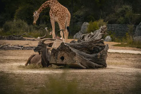 Sfondo Giraffa 4K · animals · 3840×2560
