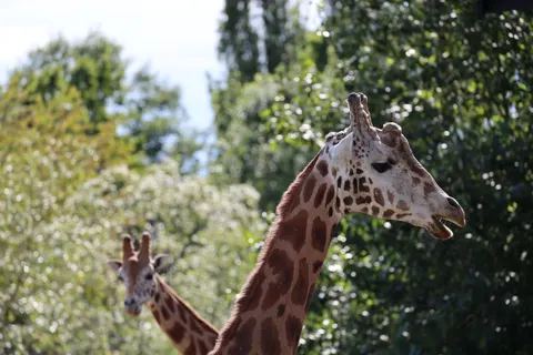 والپیپر زرافه با کیفیت 4K · animals · 3840×2560