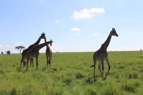 Papel de parede Girafa 4K · animals · 3840×2560