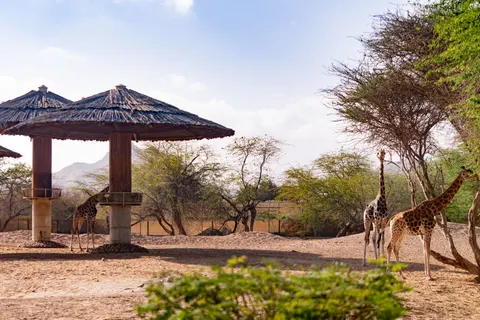 Sfondo Giraffa 4K · animals · 3840×2560