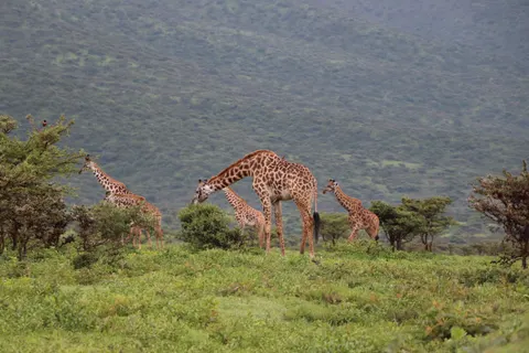 Giraffe 4K Wallpaper · animals · 3840×2560