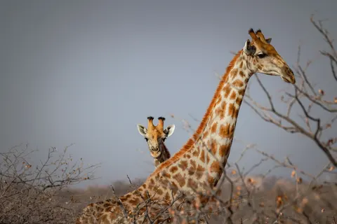 長頸鹿 4K桌布 · animals · 3840×2560