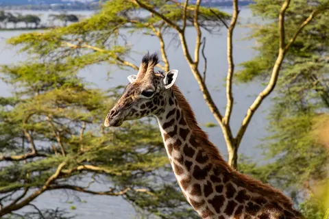 Giraffe 4K Wallpaper · animals · 3840×2560