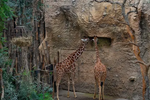 Sfondo Giraffa 4K · animals · 3840×2561