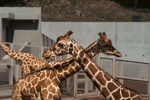 長頸鹿 4K桌布 · animals · 3840×2560