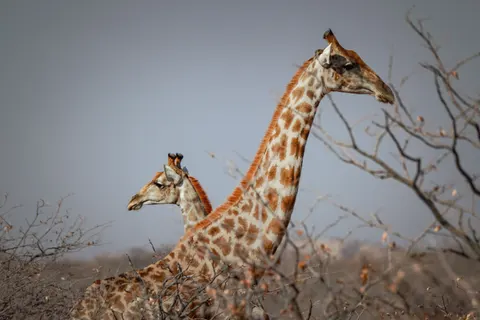 Wallpaper Jerapah 4K · animals · 3840×2560