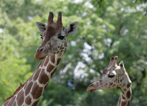 Giraf 4K-achtergrond · animals · 3840×2780
