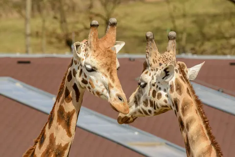 長頸鹿 4K桌布 · animals · 3840×2571