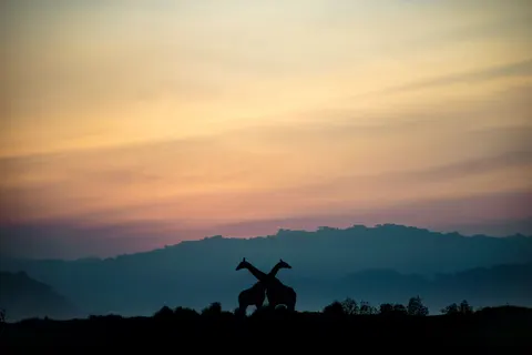 जिराफ़ 4K वॉलपेपर · animals · 3840×2560