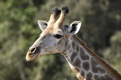 والپیپر زرافه با کیفیت 4K · animals · 3840×2563