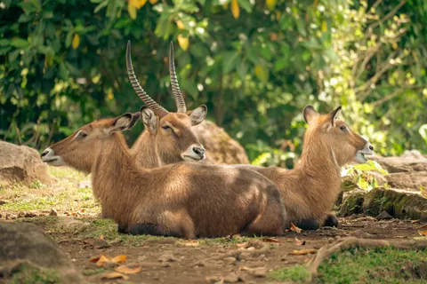 Wallpaper Jerapah 4K · animals · 3840×2561