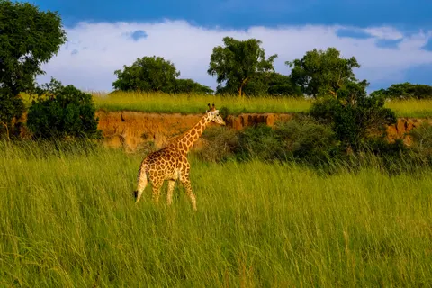 Wallpaper Jerapah 4K · animals · 3840×2560