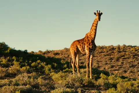 Giraffe 4K Wallpaper · animals · 3840×2560