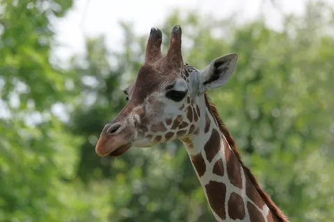 Giraffe 4K Wallpaper · animals · 3840×2561