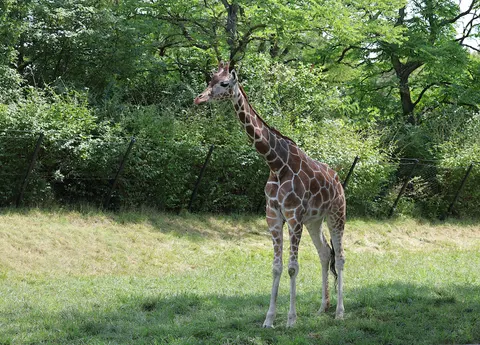 والپیپر زرافه با کیفیت 4K · animals · 3840×2757